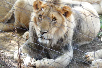 Lions in Cub Petting/Breeding Facility